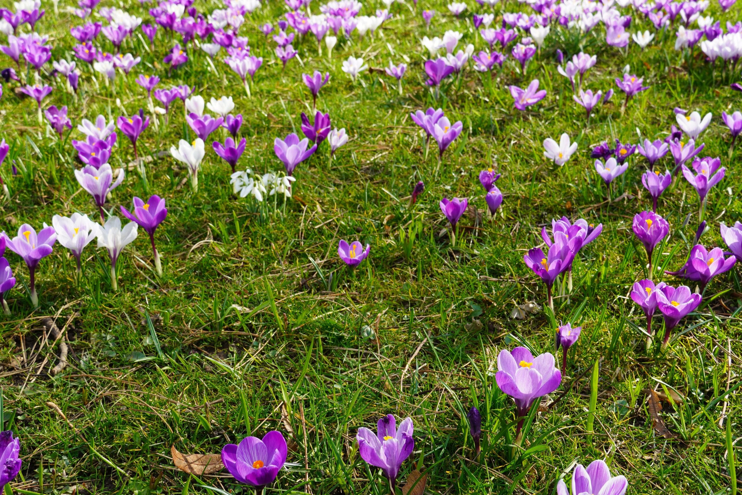 Naturalizacja krokusów w ogrodzie – na czym polega?